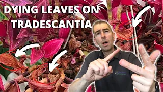 DYING LEAVES ON TRADESCANTIA - why it happens & what to do!