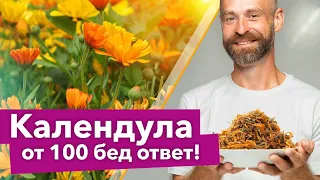 СЕЮ КАЛЕНДУЛУ ВЕЗДЕ И БЕД НЕ ЗНАЮ! Полезные свойства календулы для здоровья, сада и огорода