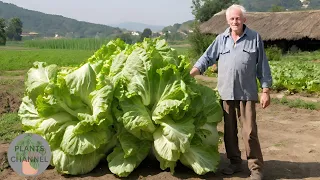 You'll have tons of big heads of lettuce if you do THIS