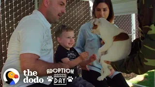 This Pittie Was Pregnant In A Shelter When She Found The Best Family  | The Dodo Adoption Day