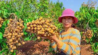 Harvesting Longan & Goes To Market Sell - Gardening, Daily Life