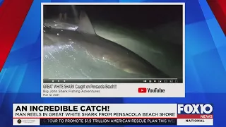 Great White Shark caught from Pensacola Beach
