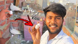 Kabooter Ne Egg De Diya 😅