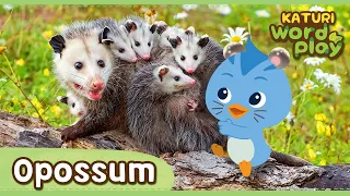 * Opossum * | Katuri Word Play | Learn Animals | Animals for kids to learn