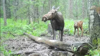 В нацпарке «Таганай» предупредили о встречах с дикими животными