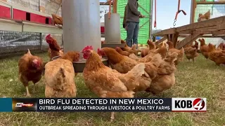 Bird flu case confirmed in eastern New Mexico