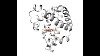 Myoglobin (oxygen storage)