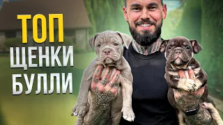 Как правильно выбирать булли! Цены на щенков!