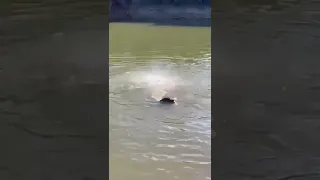 Cow skull eaten by piranhas