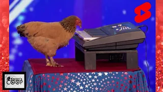 Jokgu the Piano Playing Chicken on America's Got Talent 2017 #shorts #short #chicken