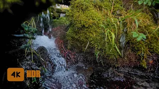 Relaxing Spring Stream And Birds Singing _ Small Quiet Waterfall _ sounds of a stream in nature