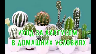 Уход за кактусом в домашних условиях