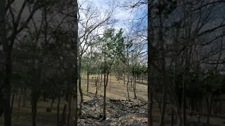 Beautiful Forest Snow Melting.