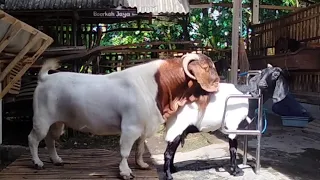 Big boer goat crosses with young jamunapari goat doe in farm