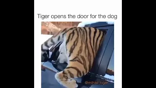 Tiger And Dog Love