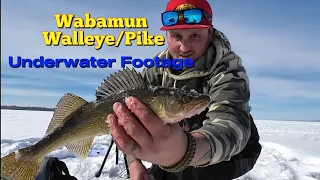 Wabamun Walleye Pike Underwater Footage