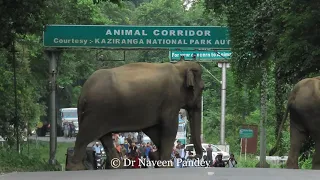 Kaziranga Flood Documentary 4 K