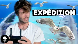 Cet oiseau prédira les catastrophes ? (expédition) - DBY #81