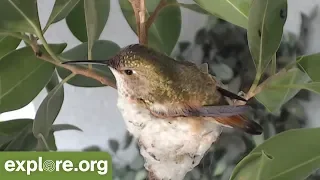 In Loving Memory of Bella Hummingbird