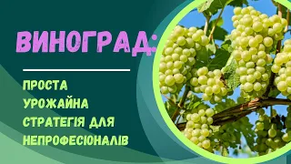 Як я доглядаю за виноградом: урожайна стратегія