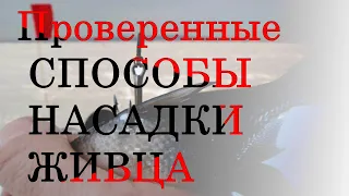 Как насаживать живца? Проверенные СПОСОБЫ НАСАДКИ ЖИВЦА на ХИЩНИКА.