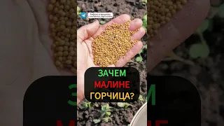 Народное средство из горчицы для защиты малины от долгоносика #малина #сад #горчица #вредители #дача