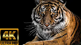 Tigers Compilation | Most Beautiful Moments 4K