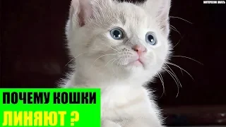 Почему кошки линяют?