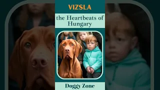 Vizsla: The Heartbeats of Hungary | Dog Breeds | Dog Lovers