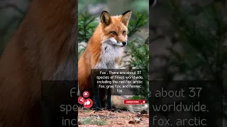 Fascinating Facts: Discover the Diverse Fox Species #shorts #beautiful #the #life #english #birds