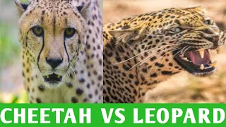 Top differences between a Cheetah and  a Leopard .