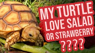 My Turtle Love Salad