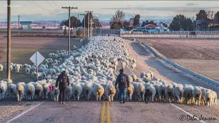 Sheep drive in Caldwell