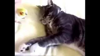 Коты и попугаи дружат   смешное видео