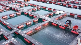 Artificial Intelligence Fish Farm and Hygienic Factory | Korean food