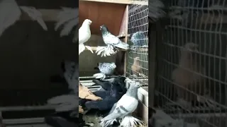 Узбекские двухчубые Голуби Кептерлер Pigeons 🕊🕊🕊🕊 Кептерлер сатылат