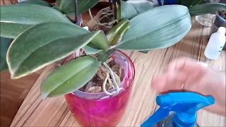 Опрыскиваю орхидею перекисью водорода.