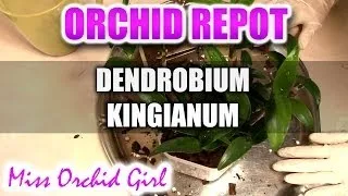 Repotting Dendrobium Kingianum Orchid