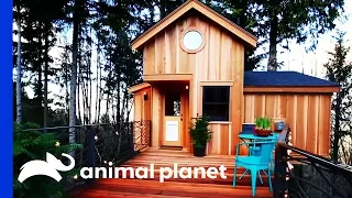 Pete Creates A Breathtaking Treehouse For A Couple And Their Dogs! | Treehouse Masters
