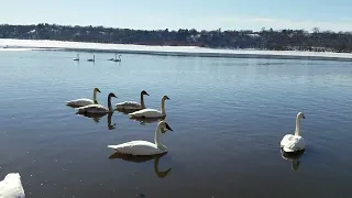 Swan Behavior: Communications to gather the family for takeoff