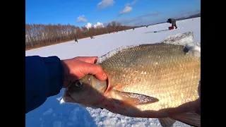 Вот это я понимаю ЛЕЩ ! Ловля ЛЕЩА зимой ! Рыбалка на Оке!