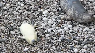 10 day old seal pup with mother