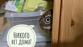 Unpacking a parcel from Norilsk. Owl is watching from the closet. They didn't put a deer in the owl!