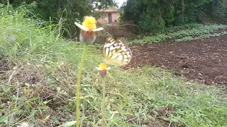 Belenois aurota