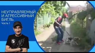 Неуправляемый и агрессивный бигль