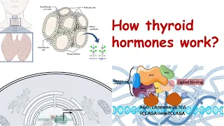 How thyroid hormones work?