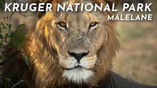 Magical Malelane | Kruger National Park
