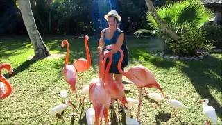 Flamingo Feeding Sarasota Jungle Gardens - February 29, 2016