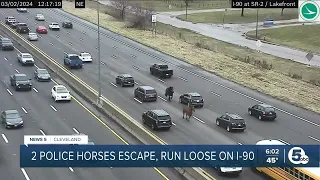 Cleveland Police horses corralled after escaping stable