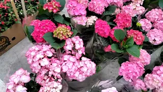 Краснодар цветочный рынок 11 мая 22 г